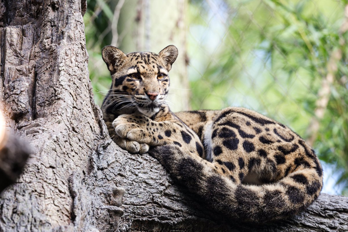 nashzoovet's tweet photo. #Funfactoftheday
#CloudedLeopards have the longest tails relative to their size of any other big cat, even though they're the smallest species of big cat!
#NashvilleZoo https://t.co/E0gcRnhS0U