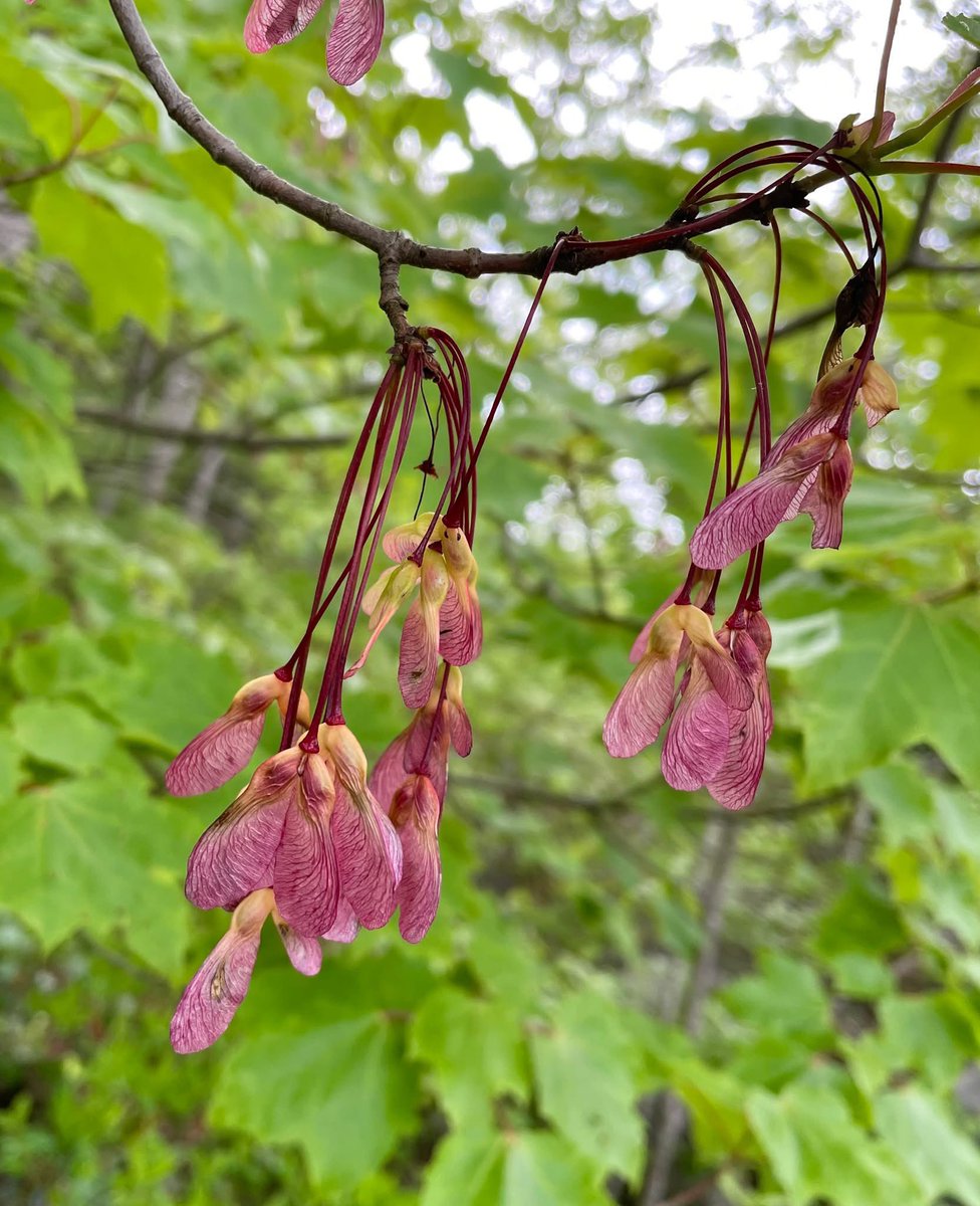 Thank you for your #SundayQuiz guesses. The specific answer is what we often called #HelicopterSeeds from a tree. The actual name is #Samaras - which I had to look up because I didn't know it myself! Have a lovely rest of the day ...