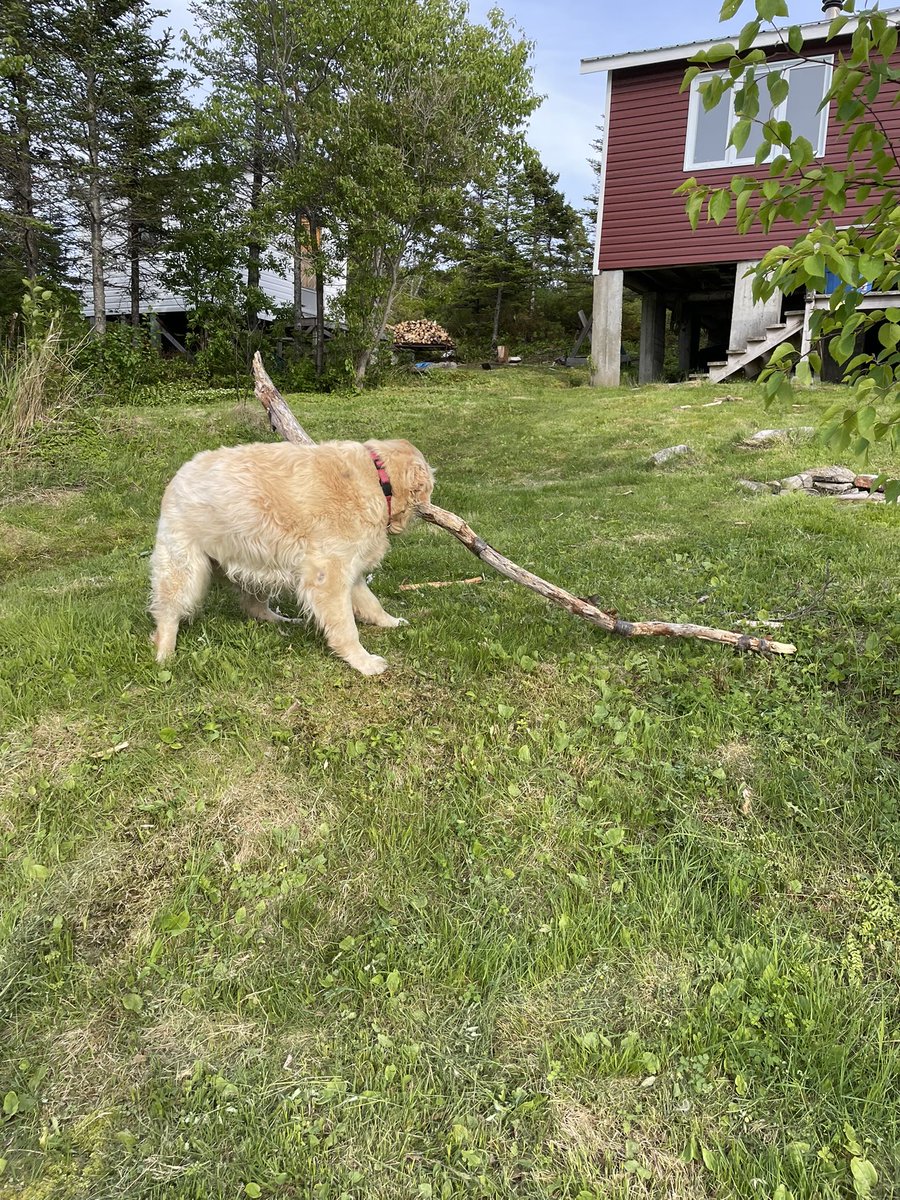 It was cabin weekend time!! I was the happiest boy. I played, ran, chased squirrels, chewed bones, fought sticks and showed duck and Lambie the scenery. Life of Chum.
