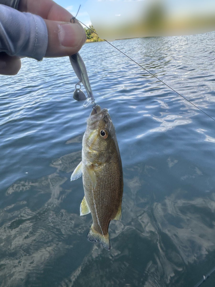 昨日のソギーン40釣果例です🎣
めちゃくちゃバイトが多くこんなサイズから数釣りが楽しめます🐟

まだ使いこなしきれておらず、ラインにフックが絡む点だけ対策要です💡

#ニシネルアーワークス
#ソギーン40