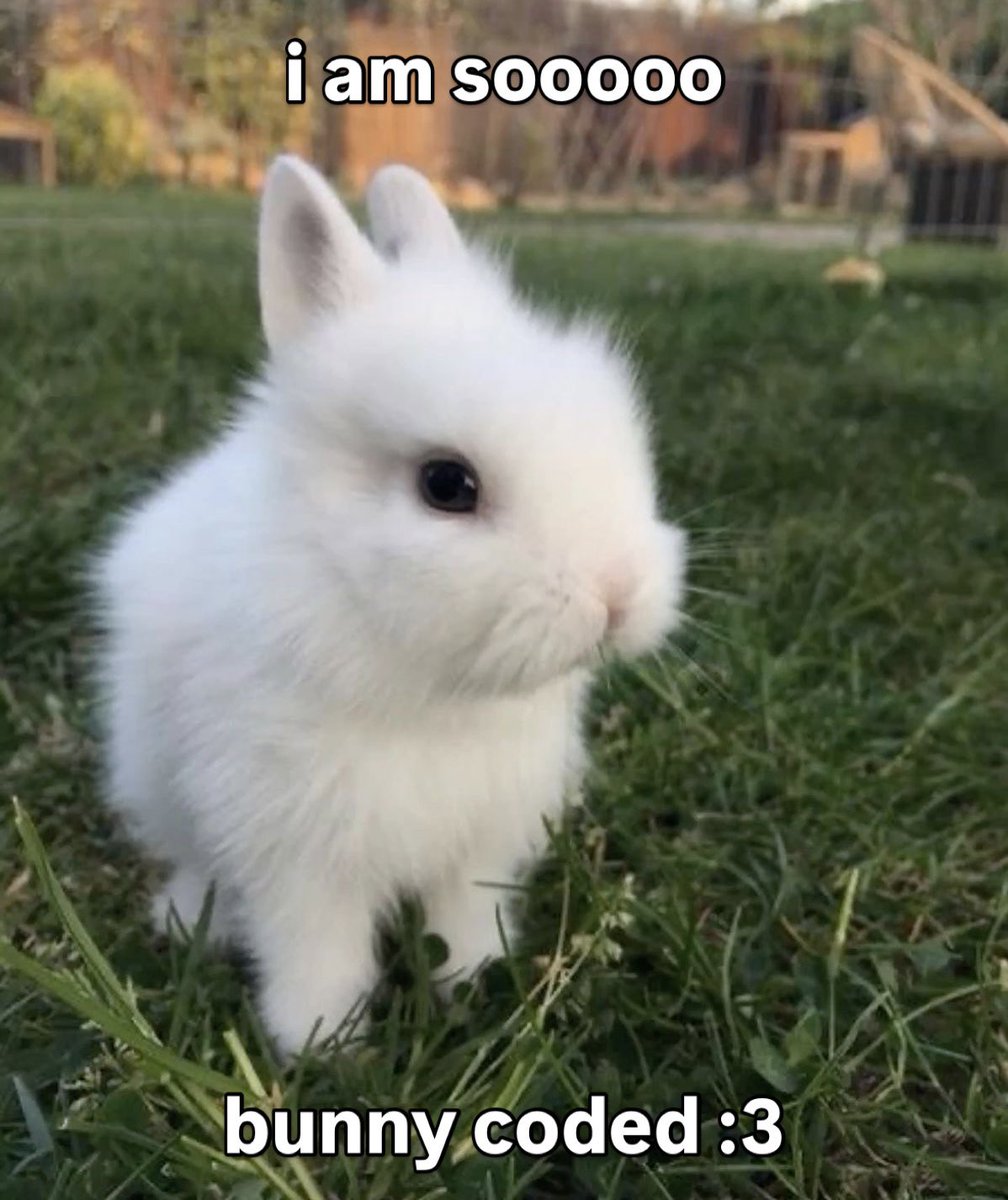 Bunnies tweet media