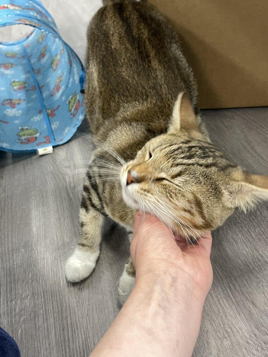 📍 SF Bay Area

OATMEAL wants to know if anyone wants to come meet him? 😢 He's 1-2 years old, extremely sweet, and very playful! 

We think he would do best in a home where he's the only cat. He has LOTS of love to give and he wants you all to himself!

petfinder.com/cat/oatmeal-76…