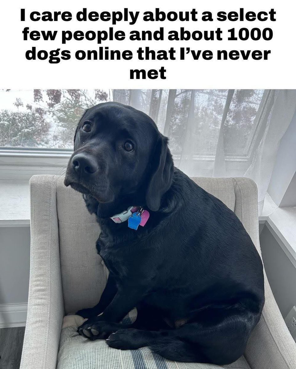 Plus the 1000 cats and other animals  🥰❤️