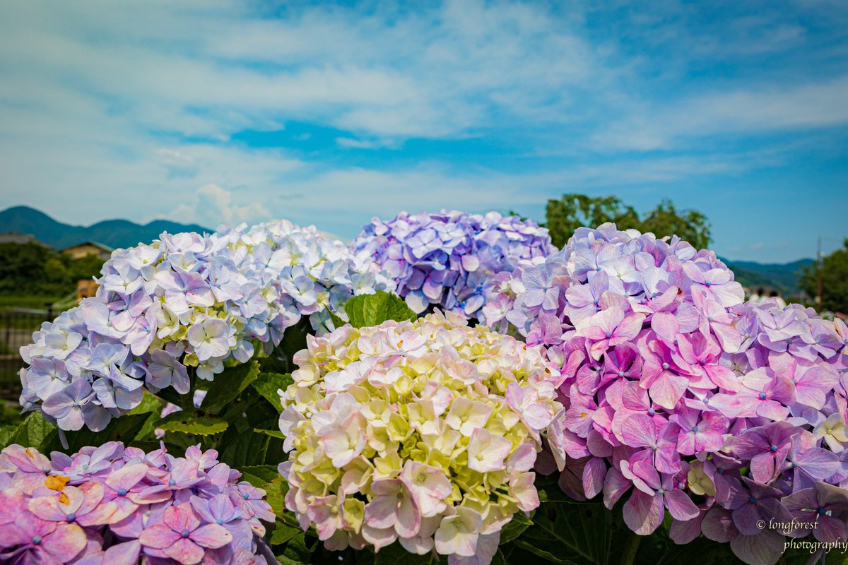 daisu1973's tweet photo. 紫陽花

#キリトリセカイ 
#ファインダー越しの私の世界 
#写真が好きな人と繋がりたい
#カメラが好きな人と繋がりたい
#紫陽花 
#あじさい 
#写真の奏でる私の世界 
#キリトリノセカイ 
#空のある風景 
#写真撮ってる人と繋がりたい https://t.co/XmCf0NLKrM