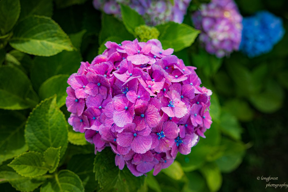 daisu1973's tweet photo. 紫陽花

#キリトリセカイ 
#ファインダー越しの私の世界 
#写真が好きな人と繋がりたい
#カメラが好きな人と繋がりたい
#紫陽花 
#あじさい 
#写真の奏でる私の世界 
#キリトリノセカイ 
#空のある風景 
#写真撮ってる人と繋がりたい https://t.co/XmCf0NLKrM
