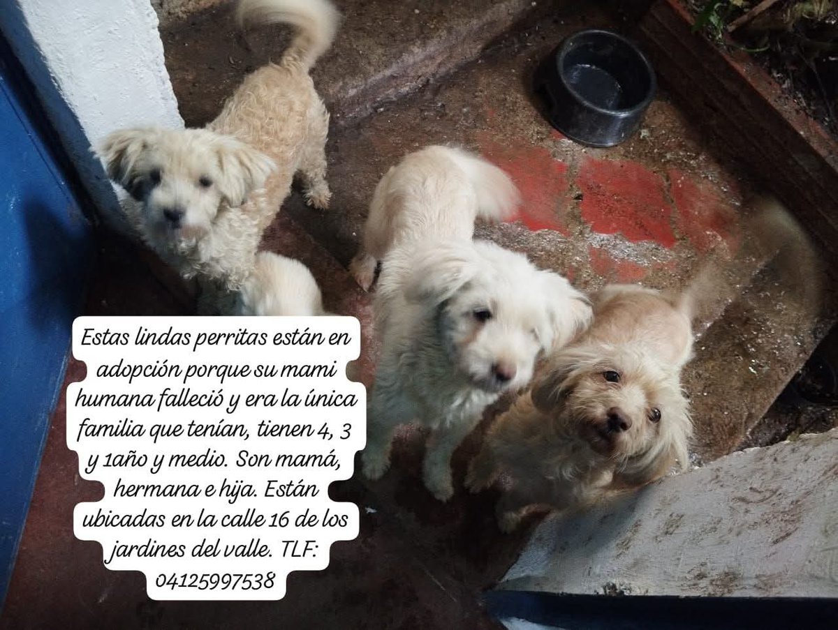Buscan hogares responsables, Caracas