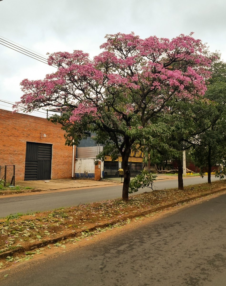 Es normal que a estas alturas los la pachos ya tengan flores? 
🤔