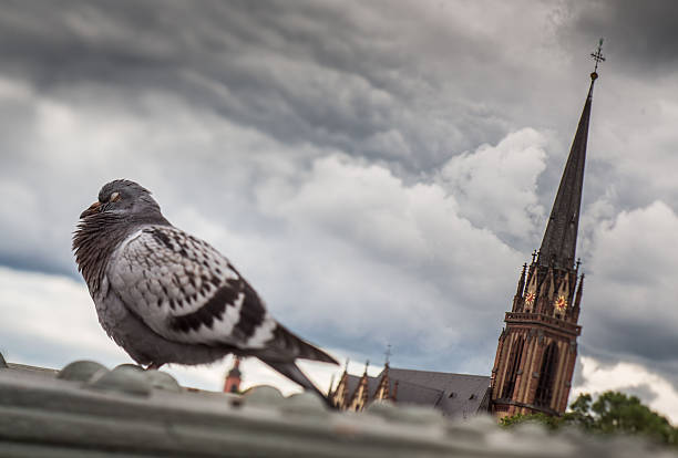 a_london_pigeon's tweet photo. Snoozing near the Dreikönigskirche, on the Eiserner Steg bridge.
Frankfurt am Main #Germany #May2016
📷 Frank Rumpenhorst. https://t.co/2WlzmEZqNn