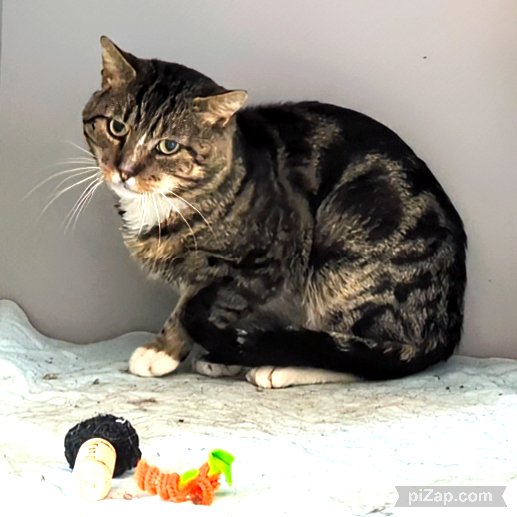 NYC's DEATH ROW CATS tweet media