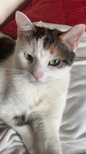 NYC's DEATH ROW CATS tweet media