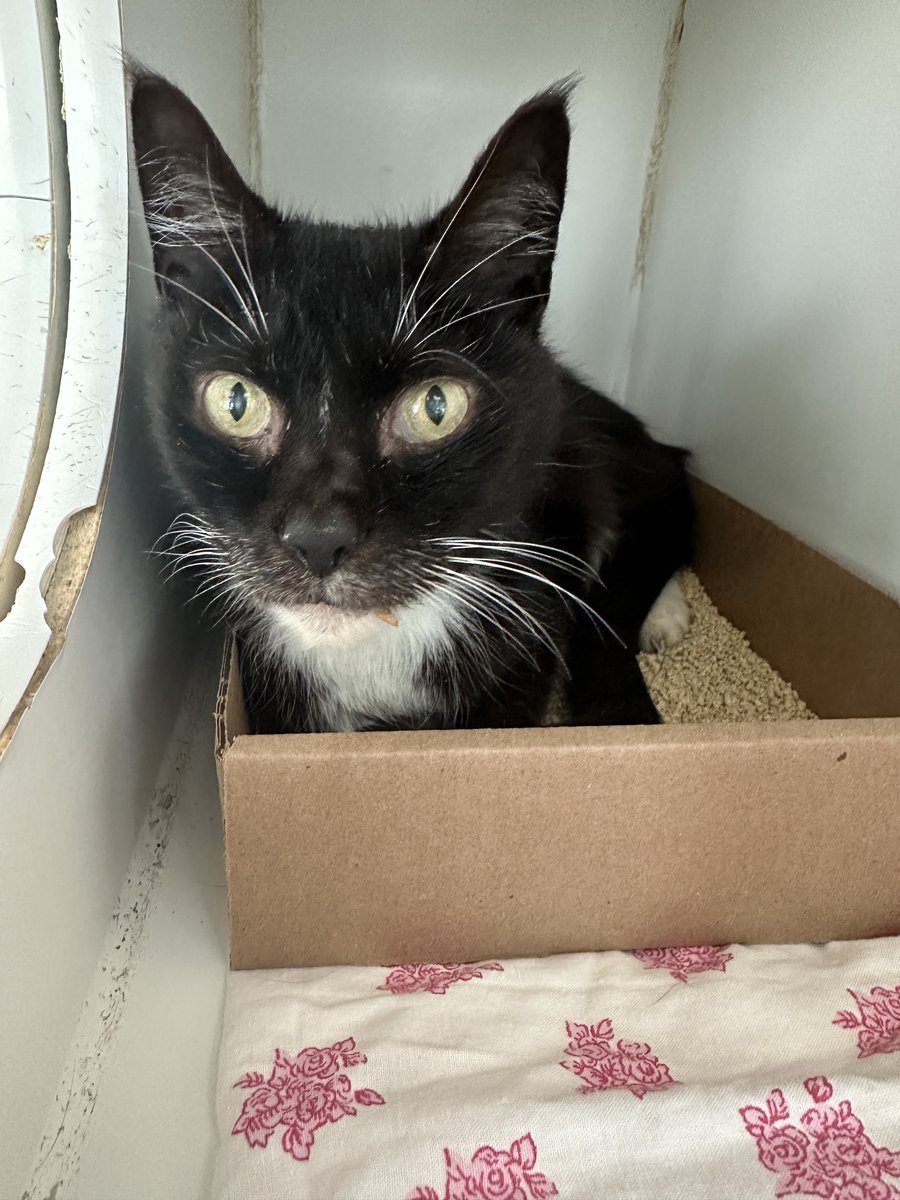 NYC's DEATH ROW CATS tweet media