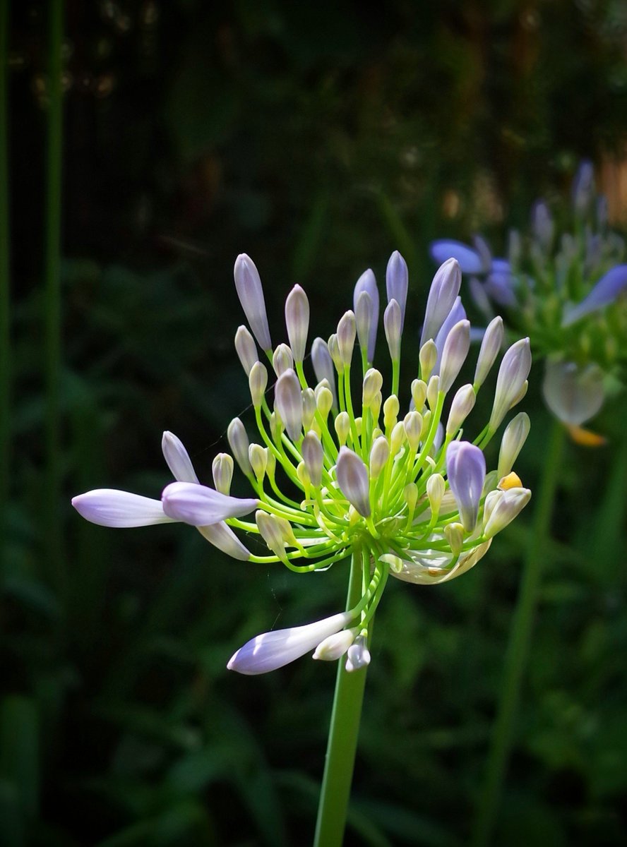離れの庭
夏の日を浴びて
アガパンサス