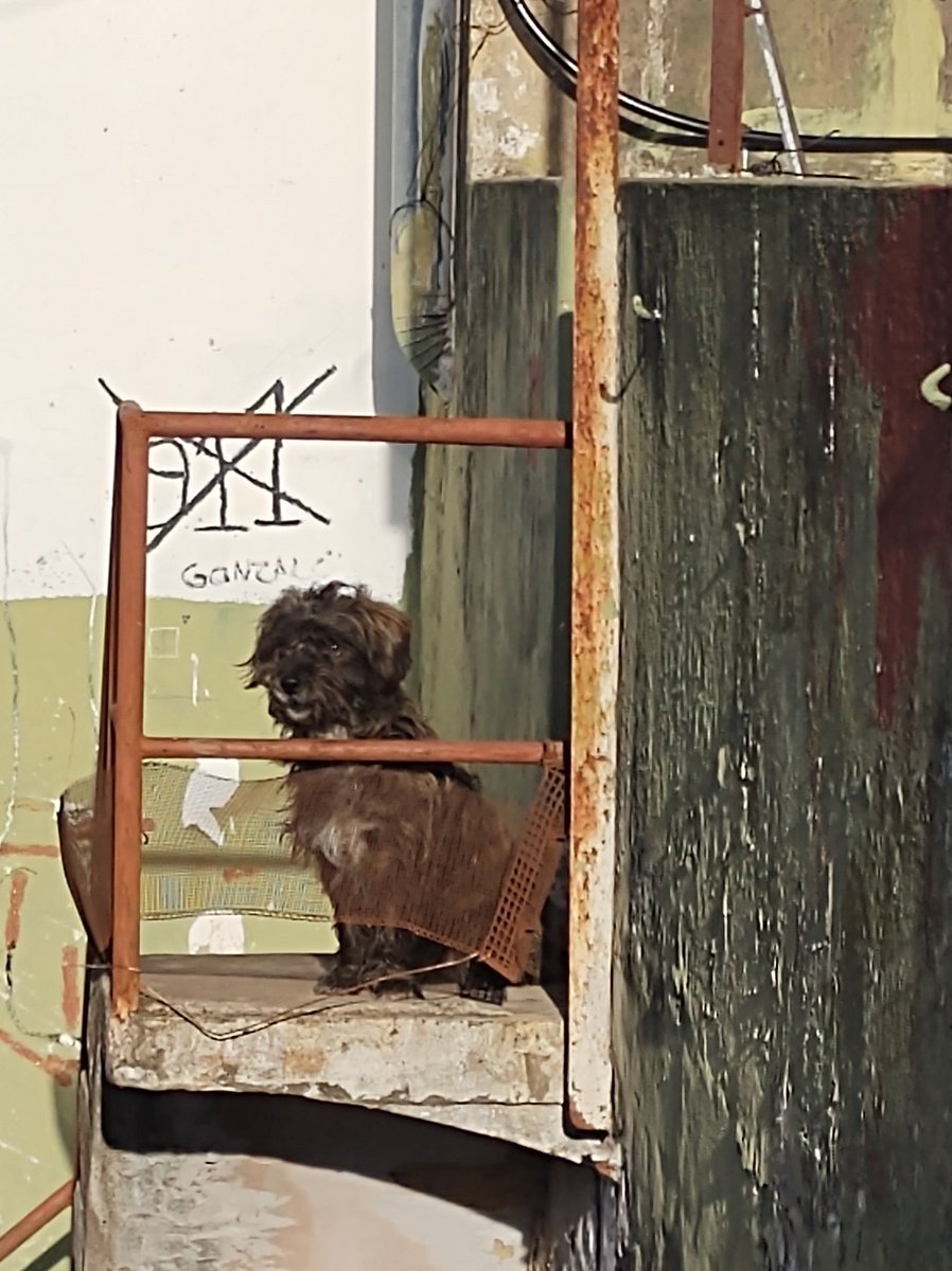 Ahí me pasaron +info y efectivamente la gente q vivía acá está viviendo en un centro de atención especial y no volverá acá. Un matrimonio viene a la casa cl equis cantidad de días a darle de comer, pero el combo soledad frío a este perri (se llama Cooper) no le hace bien (sigue)