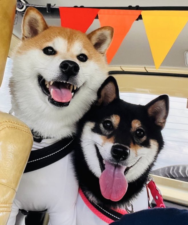 ジム子🚙とお別れしたくなくなってきたなー😌
唯一無二のかわいさだし走破性考えれば手放すの勿体ないかなとか思い始めた🤔ワンコは滅多に乗せないけど、乗せたらニコニコだもんなー☺️💖
乗り換えたいなと思って足を運んだディーラーからの電話がしつこいのもある😇ねぇ、どうする？