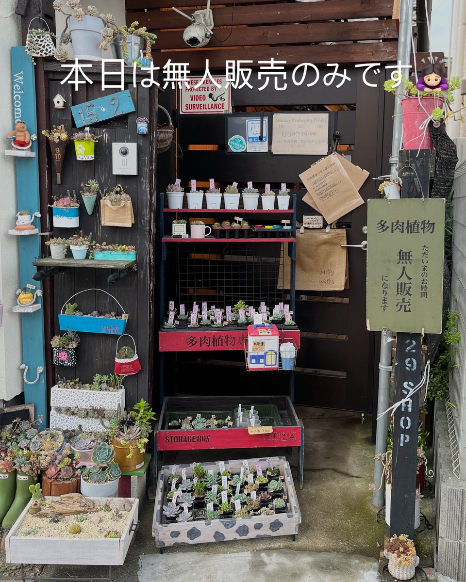 MeltyWorks_ta29's tweet photo. おはようございます
本日は無人販売のみになります
ご迷惑をお掛け致しますが、よろしくお願い致します
#多肉植物 #多肉寄せ植え #エケベリア #セダム #セダム寄せ #多肉盆栽 #多肉植物無人販売 #無人販売 #succulents #普及種 #MeltyWorks #MeltyWorks産 https://t.co/47rbpKSPOP