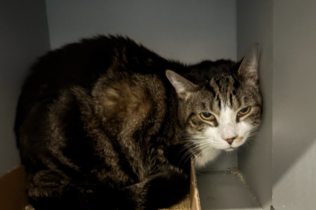 NYC's DEATH ROW CATS tweet media