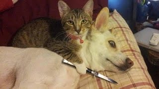 FnMeowdas's tweet photo. @SilliestOfSkye @NetherBro87 MEOW MREOW
(DOG!! WHERE!?!!!) https://t.co/sqGVUp1yho
