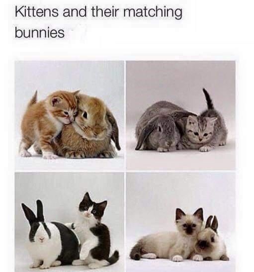 TweetsOfCats's tweet image. 