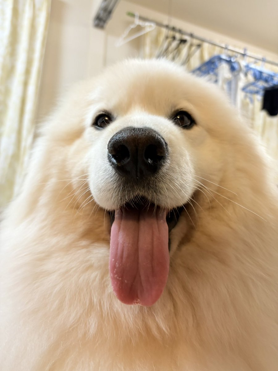 Samoyed サモエド ウールコート