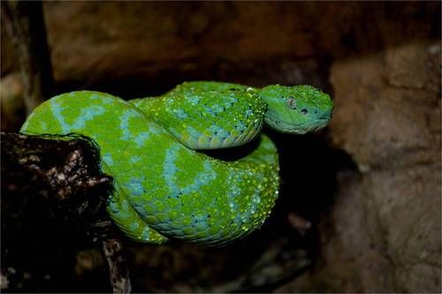 random_snakes's tweet photo. Fact: This world and all of humanity needs science facts and needs to be snaked TF out. I don't even know what else to say here apart from: 

Guatemalan pit vipers are venomous and probably smarter than most human leaders. 🙄🐍🌐 #WorldWarIII #HumansAreStupid https://t.co/TtaoqWbQRL