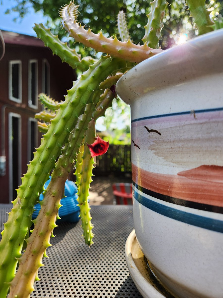 Jakeplus2's tweet image. A rare flower on this cactus.