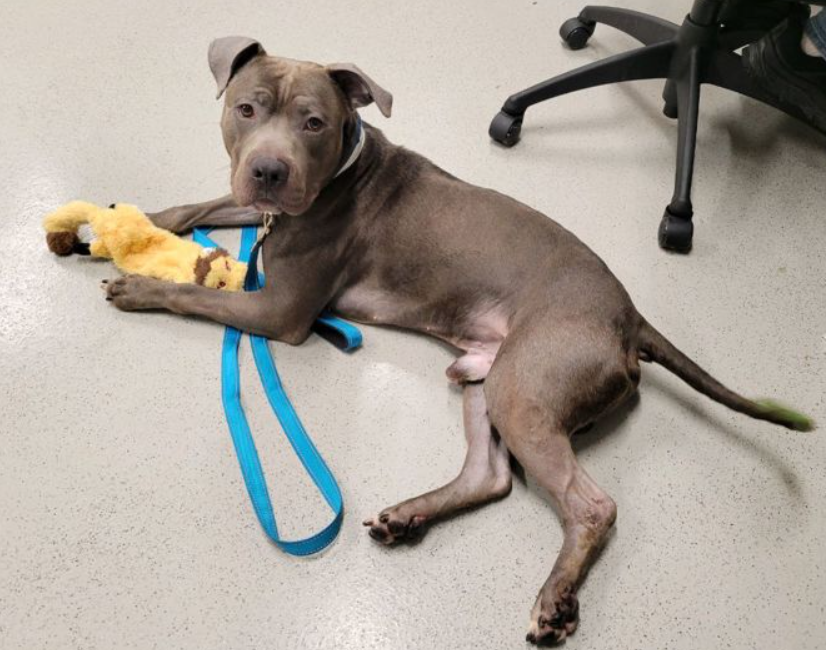 NMBewitched's tweet photo. Stone
#AdoptIOnReturn
TBK💉6/24
#NYCACC
#FostersSaveLives
#Pledge4Me https://t.co/3nD5SlLvdu