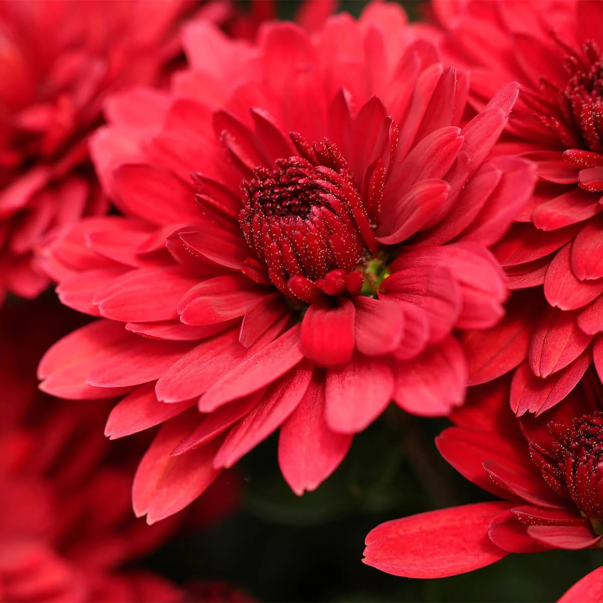 ninasmile2280's tweet photo. Nothing says grace and beauty like a gorgeous chrysanthemum. 🌼✨ These flowers are a symbol of grace and good vibes. Keep it classic and colorful, folks. 💐🌟 #ChrysanthemumVibes #FlowerPower #BloomBright #LoveIslandUSA https://t.co/7Abe0nQiOM