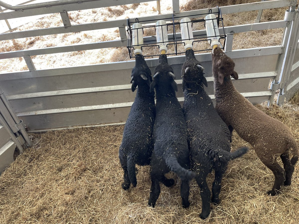 MLProduce's tweet image. At last we’ve managed to all the 4 remaining bottle fed lambs on to the feeding rack, very messy but so much quicker! Dinky and Four are both weened and happy out in the field #bottlefed #messyfeeders #lambs #farming #isleofman