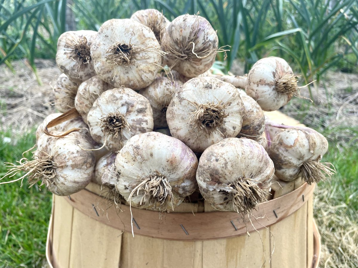 Kettle River (softneck) always the first to be harvested for the season… 🧄 #Garlic #Softneck #KettleRiver #GreenSideUpGarden