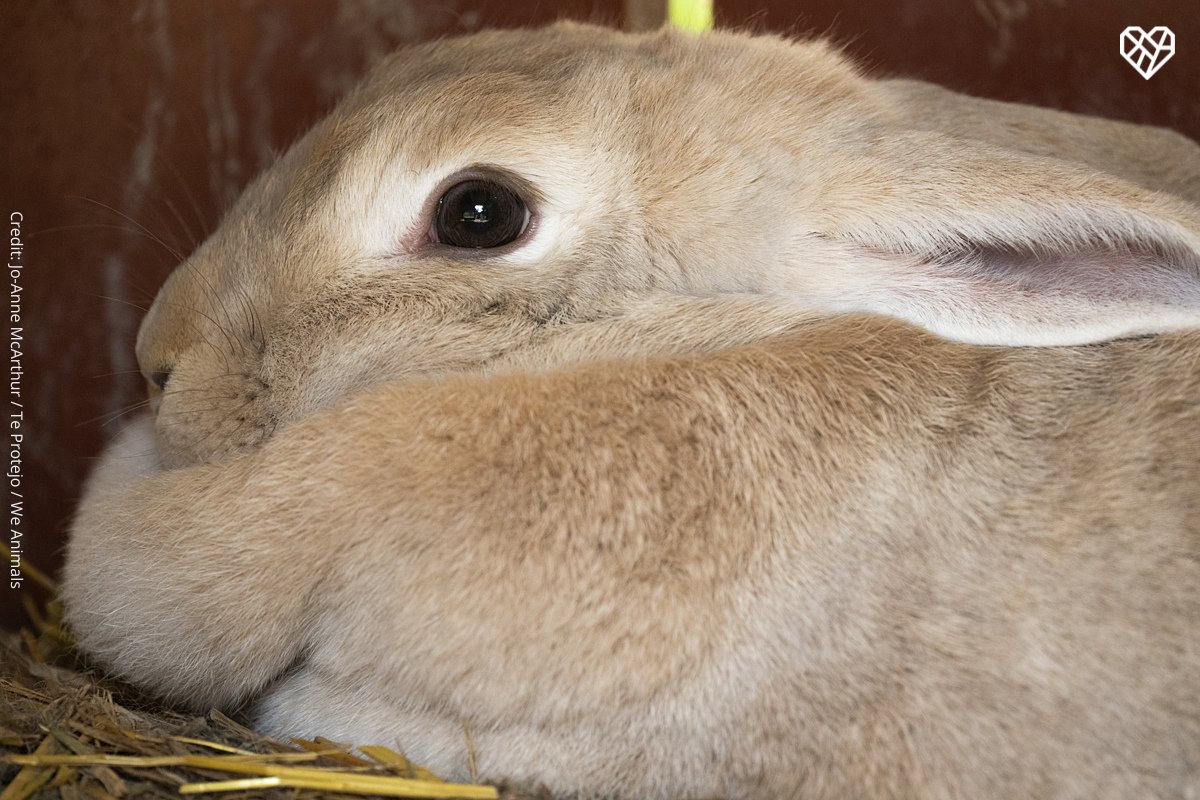 The Humane League (@thehumaneleague) on Twitter photo Every animal should be able to experience the peace and joy that comes with life on a sanctuary ✨ Every animal should be able to experience the peace and joy that comes with life on a sanctuary ✨