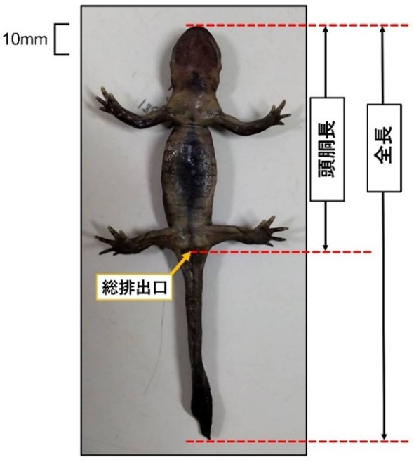 UTokyo_Agri's tweet photo. 【研究成果】クロサンショウウオを対象として野外調査や遺伝子解析などを行うことで、南の地域での強い雄同士の争いが、雄の形質に進化をもたらした可能性を示しました。
https://t.co/HAOgi3Ppa4
#東京大学 #東大農学部 #サンショウウオ #性選択 #進化 #森林科学 https://t.co/hsLOutRiBe