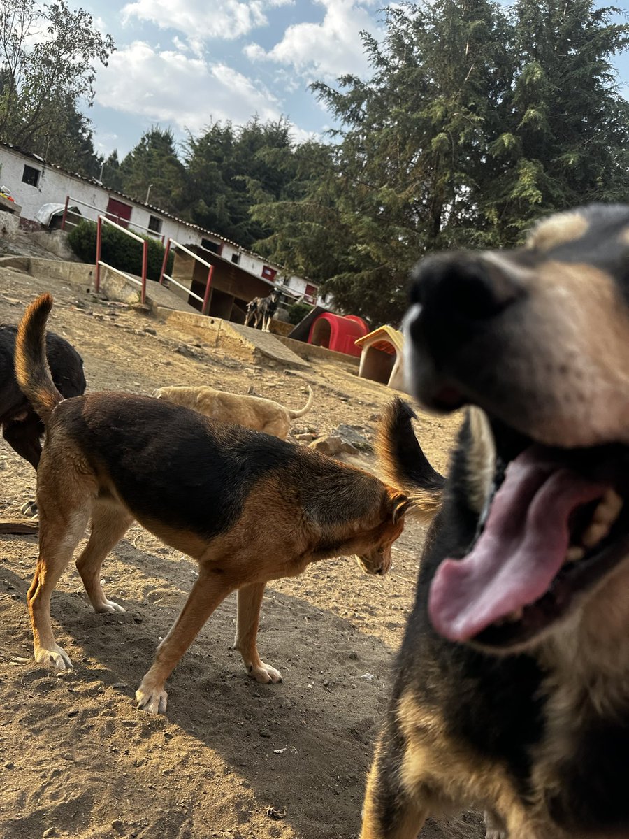 RefugiOceaniCAN's tweet photo. 🚨‼️🚨
Amigos, ahora necesitamos más patitas que nunca! Somos muchos peludos rescatados y nuestra mamá, para quienes no saben, es abogada y los juzgados  en CDMX llevan 3 semanas en paro, lo que ha imposibilitado que genere las patitas de ayuda que ella nos brinda. Tenemos una deuda enorme con nuestro proveedor de croquetas que se ha solidarizado con ese tema, pensando que el paro sería de una semana o así. Ya no tenemos ni una croqueta y la mega deuda.
Por favor 🙏🏼🙏🏼🙏🏼🙏🏼 Ayúdennos. 🥲🙏🏼💜💜🐶🐾
Mil gracias de antepata 🙏🏼🙏🏼
BBVA: 2973843610
Clabe 012180029738436107
tarjeta 4152 3142 3557 3543
(depósitos en oxxo)
O
Azteca 
5512 3823 1364 0437 
clabe
127180013445630838 
Tarjeta 
4027 6658 8335 7379
a nombre de Areli

https://t.co/1pRdLdaRx7: https://t.co/KLgJGX5F28