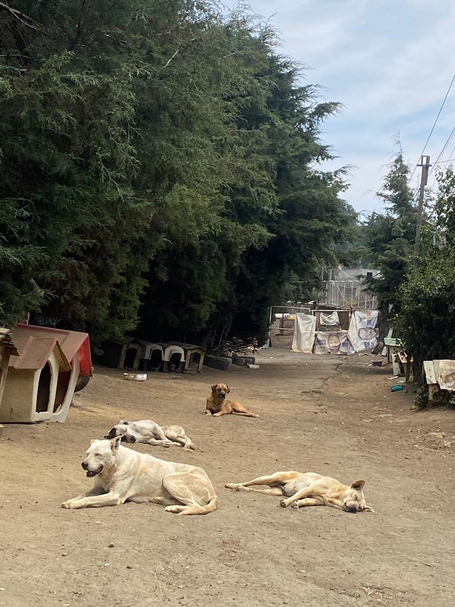 RefugiOceaniCAN's tweet photo. 🚨‼️🚨
Amigos, ahora necesitamos más patitas que nunca! Somos muchos peludos rescatados y nuestra mamá, para quienes no saben, es abogada y los juzgados  en CDMX llevan 3 semanas en paro, lo que ha imposibilitado que genere las patitas de ayuda que ella nos brinda. Tenemos una deuda enorme con nuestro proveedor de croquetas que se ha solidarizado con ese tema, pensando que el paro sería de una semana o así. Ya no tenemos ni una croqueta y la mega deuda.
Por favor 🙏🏼🙏🏼🙏🏼🙏🏼 Ayúdennos. 🥲🙏🏼💜💜🐶🐾
Mil gracias de antepata 🙏🏼🙏🏼
BBVA: 2973843610
Clabe 012180029738436107
tarjeta 4152 3142 3557 3543
(depósitos en oxxo)
O
Azteca 
5512 3823 1364 0437 
clabe
127180013445630838 
Tarjeta 
4027 6658 8335 7379
a nombre de Areli

https://t.co/1pRdLdaRx7: https://t.co/KLgJGX5F28