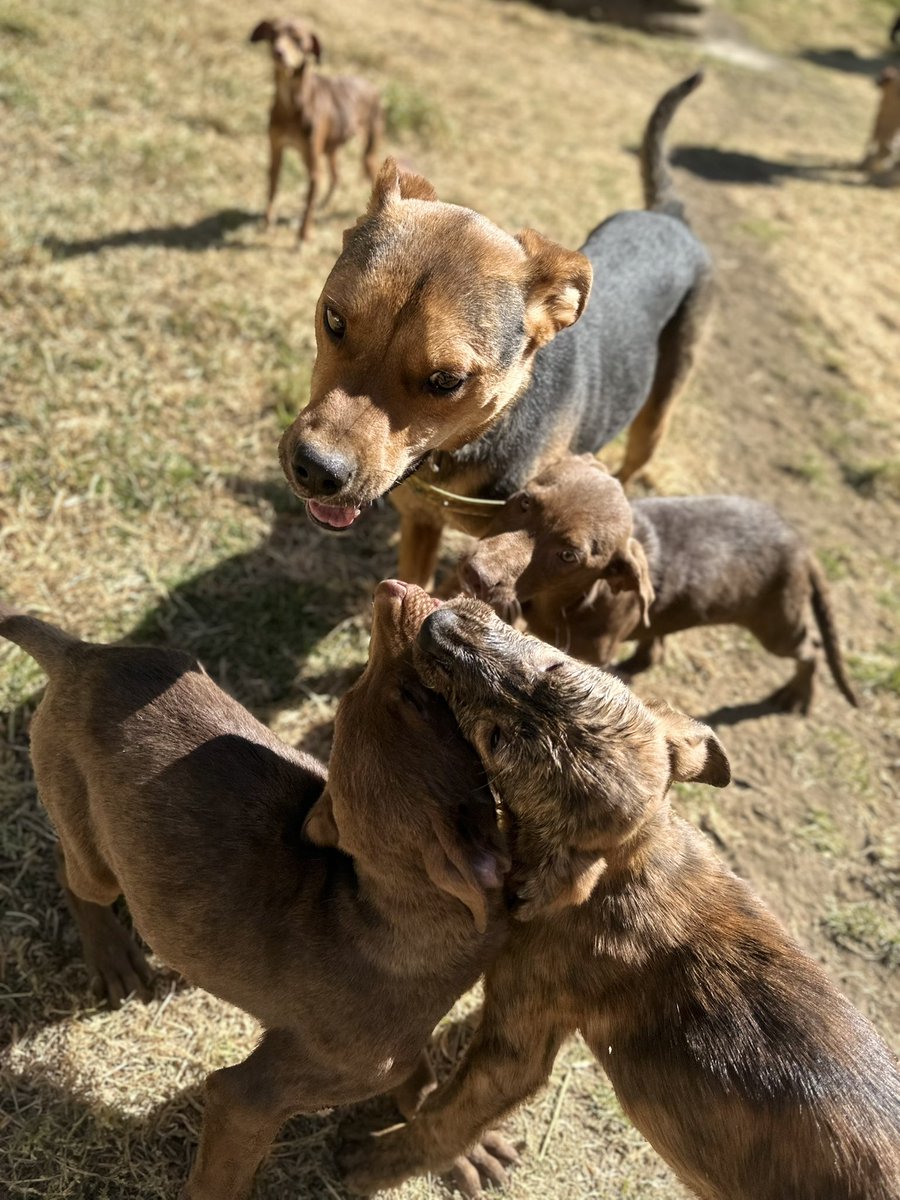 RefugiOceaniCAN's tweet photo. 🚨‼️🚨
Amigos, ahora necesitamos más patitas que nunca! Somos muchos peludos rescatados y nuestra mamá, para quienes no saben, es abogada y los juzgados  en CDMX llevan 3 semanas en paro, lo que ha imposibilitado que genere las patitas de ayuda que ella nos brinda. Tenemos una deuda enorme con nuestro proveedor de croquetas que se ha solidarizado con ese tema, pensando que el paro sería de una semana o así. Ya no tenemos ni una croqueta y la mega deuda.
Por favor 🙏🏼🙏🏼🙏🏼🙏🏼 Ayúdennos. 🥲🙏🏼💜💜🐶🐾
Mil gracias de antepata 🙏🏼🙏🏼
BBVA: 2973843610
Clabe 012180029738436107
tarjeta 4152 3142 3557 3543
(depósitos en oxxo)
O
Azteca 
5512 3823 1364 0437 
clabe
127180013445630838 
Tarjeta 
4027 6658 8335 7379
a nombre de Areli

https://t.co/1pRdLdaRx7: https://t.co/KLgJGX5F28