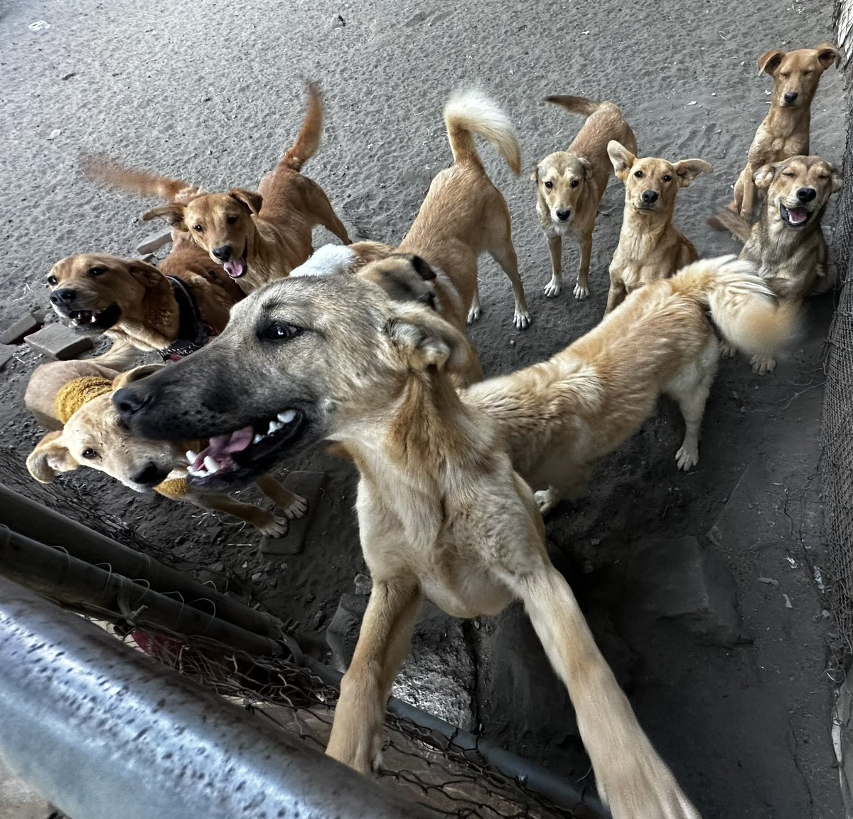 RefugiOceaniCAN's tweet photo. 🚨‼️🚨
Amigos, ahora necesitamos más patitas que nunca! Somos muchos peludos rescatados y nuestra mamá, para quienes no saben, es abogada y los juzgados  en CDMX llevan 3 semanas en paro, lo que ha imposibilitado que genere las patitas de ayuda que ella nos brinda. Tenemos una deuda enorme con nuestro proveedor de croquetas que se ha solidarizado con ese tema, pensando que el paro sería de una semana o así. Ya no tenemos ni una croqueta y la mega deuda.
Por favor 🙏🏼🙏🏼🙏🏼🙏🏼 Ayúdennos. 🥲🙏🏼💜💜🐶🐾
Mil gracias de antepata 🙏🏼🙏🏼
BBVA: 2973843610
Clabe 012180029738436107
tarjeta 4152 3142 3557 3543
(depósitos en oxxo)
O
Azteca 
5512 3823 1364 0437 
clabe
127180013445630838 
Tarjeta 
4027 6658 8335 7379
a nombre de Areli

https://t.co/1pRdLdaRx7: https://t.co/KLgJGX5F28