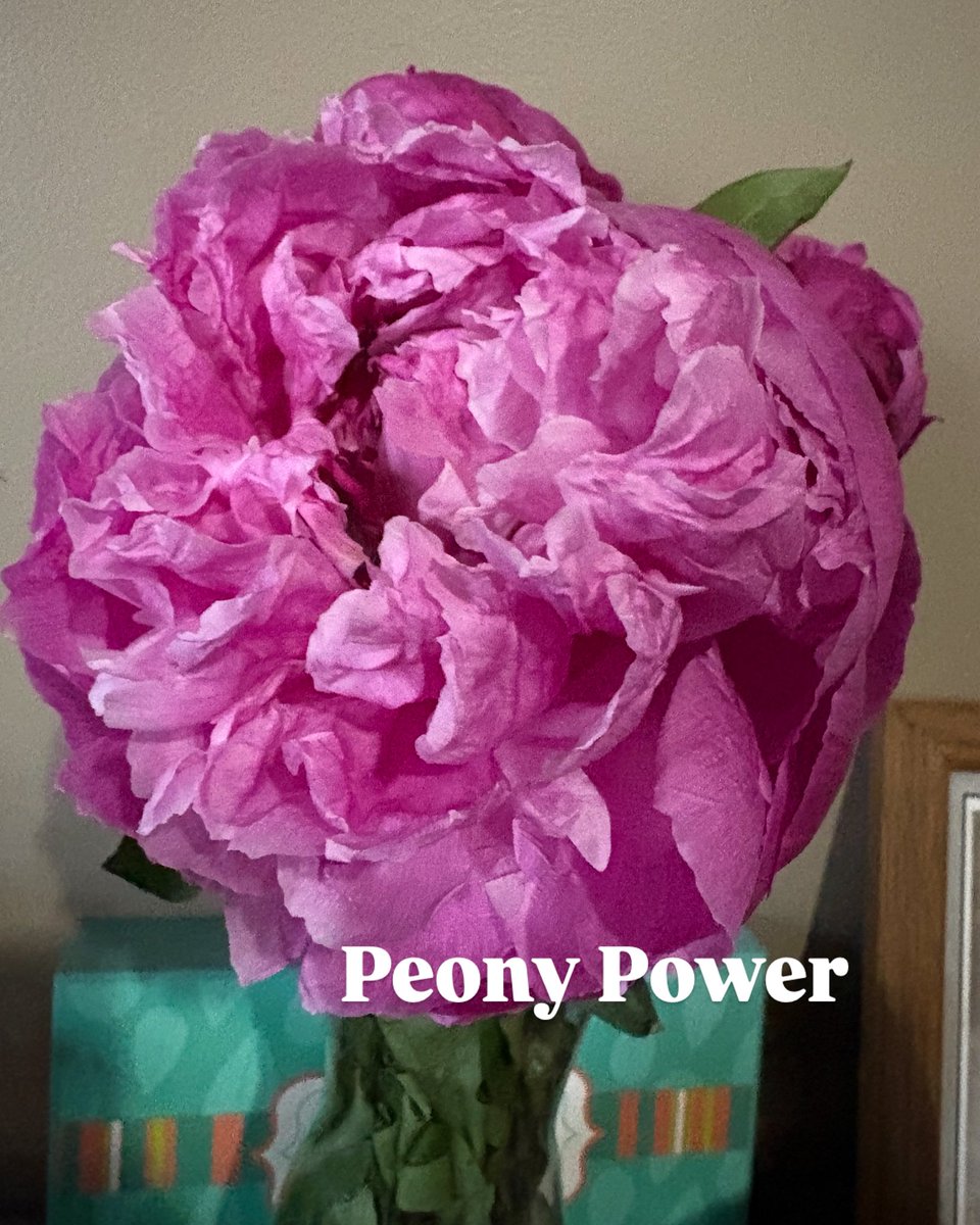 livinglight77's tweet photo. #FlowerPower  Peony https://t.co/C6I4te7mmb