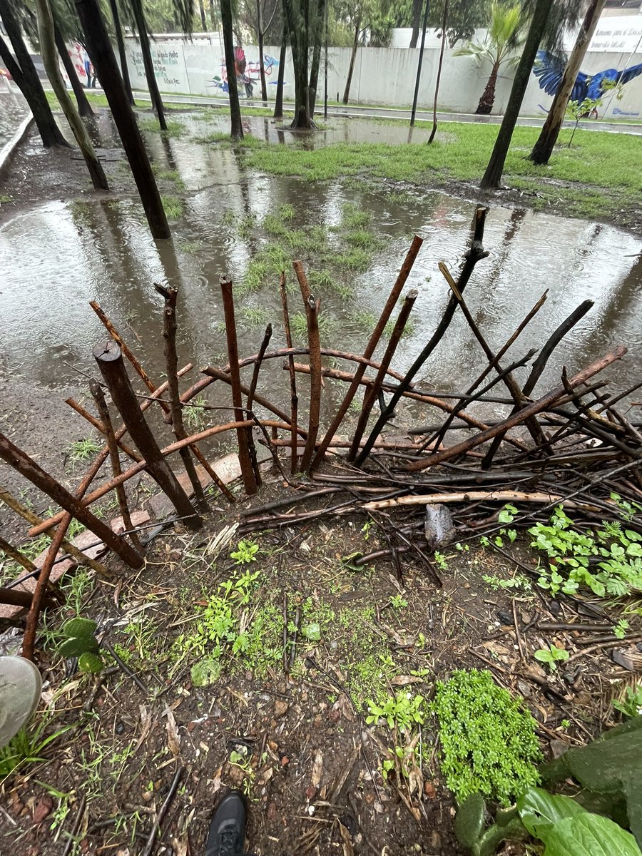Ayloroca's tweet photo. ¡Más claro échale agua!
Cuidar el suelo, con diversidad de plantas, materia orgánica y acolchado será siempre el camino para evitar encharcamientos.
El círculo que cuidamos en el parque está lleno de vida, además de la milpita,  ya vienen brotando Zinnias, Cosmos, Bidens y+ https://t.co/hgLWECMQtj
