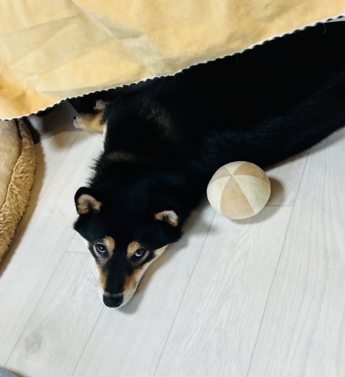 設定温度23℃じゃ足りないでちゅ🎀