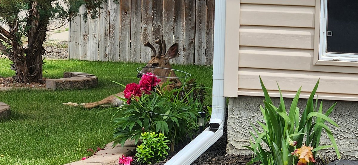 rebdyck's tweet photo. I'm lucky to live somewhere that you can find a young buck resting on the lawn on a beautiful Sunday afternoon https://t.co/6Rae9Uru9Q