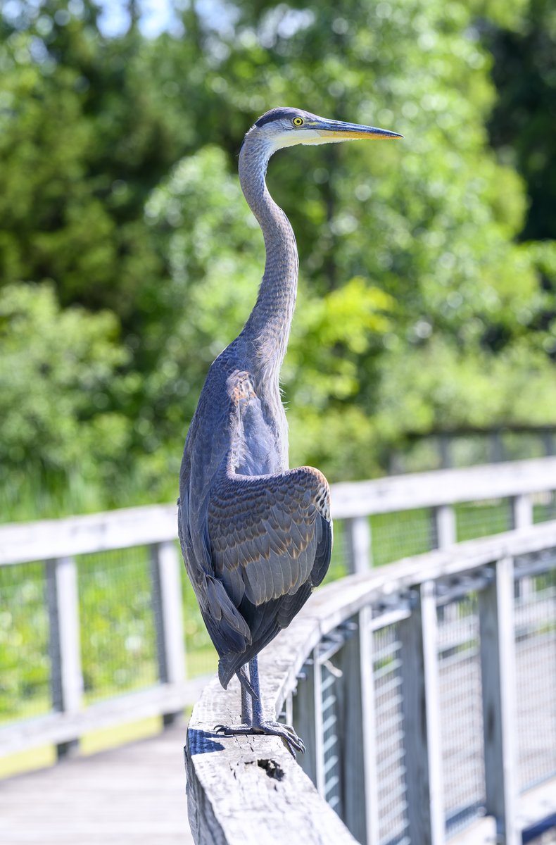 JocAPhotography's tweet photo. A young Great Blue Heron sunning on the boardwalk railing. I can tell this is a young one by the brown edging of the feathers. https://t.co/sLcqcuMBRE