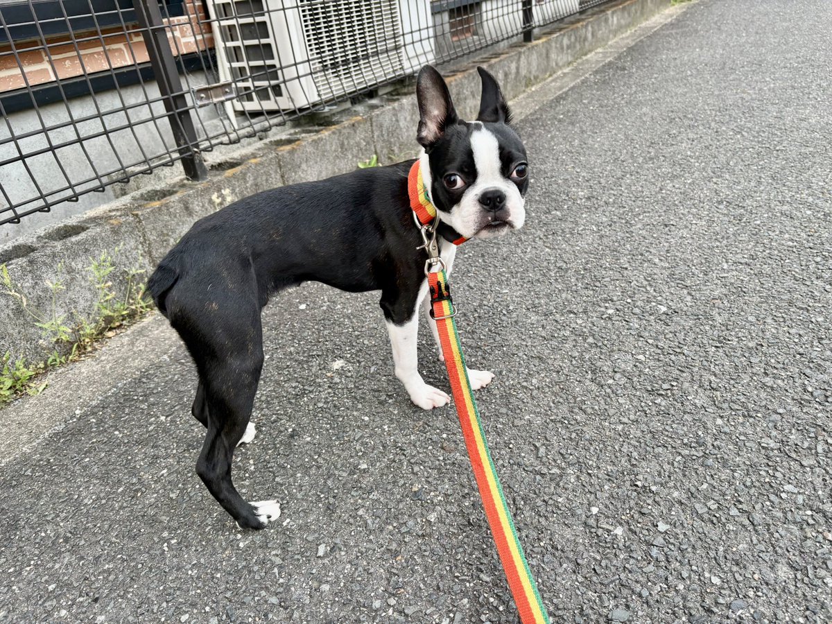 akopon7's tweet photo. 今日はゆうほ去勢手術の日。
昨日早朝も夜もお散歩行って、犬友みんなから
「頑張って！」
と応援のお声をいただいて😊
今朝から飲まず食わずという試練😫
今ハウスの中ですっごいおとなしくしてる。
帰ってきたら大好きな鹿アキレスを食べさせよっと🥰 https://t.co/kTli1EsVsi