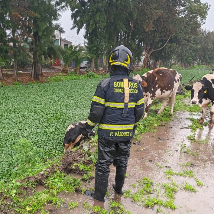 JefeVulcanoCova's tweet photo. Rescatamos a una vaca que cayó a un canal en la alcaldía @TlahuacRenace. https://t.co/E00nWsjmP6