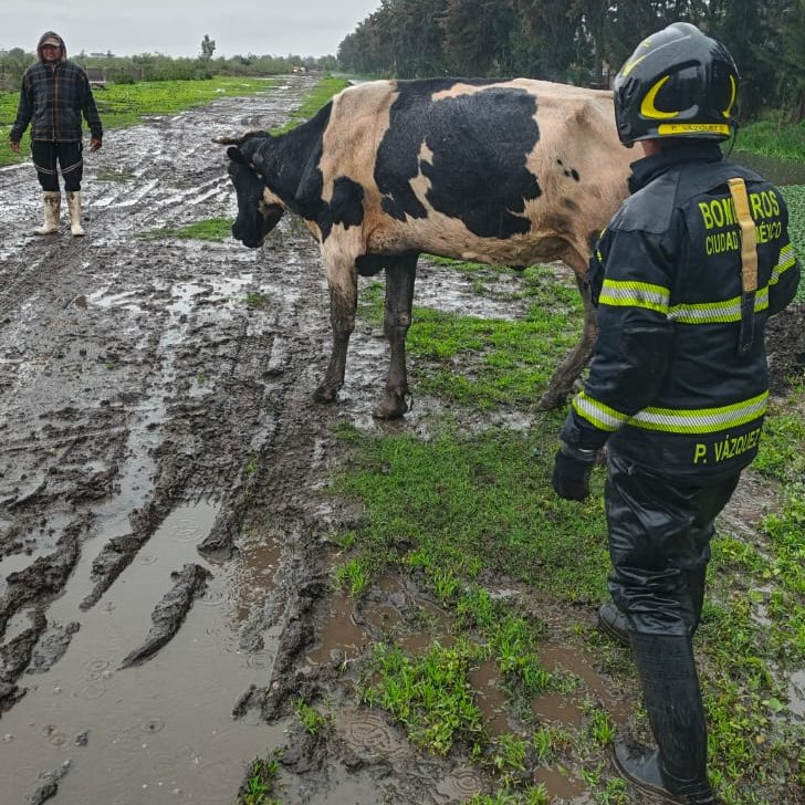 JefeVulcanoCova's tweet photo. Rescatamos a una vaca que cayó a un canal en la alcaldía @TlahuacRenace. https://t.co/E00nWsjmP6