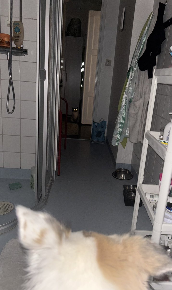 boorbis's tweet image. help and yes I’m on the toilet