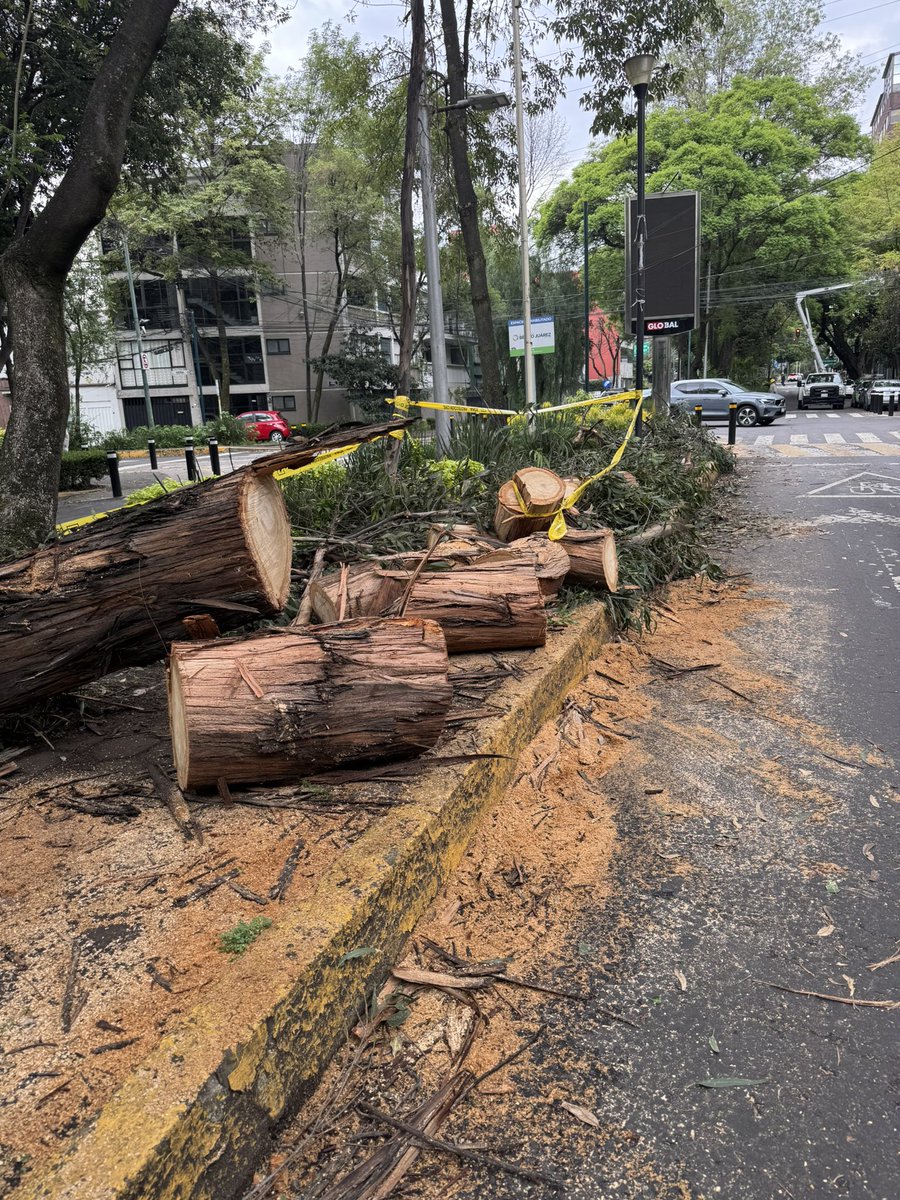 stacross_a's tweet photo. @LuisMendozaBJ Puedes mandar a recoger los restos del árbol caído hace una semana en minerva a la altura del 69 @ColCreditoCons1 con la lluvia de hoy esos restos taparon las coladeras.
También pido tu intervención para desazolvar a la altura de minerva 63 la coladera tiene asfalto está tapada https://t.co/8TKSjd7yfE