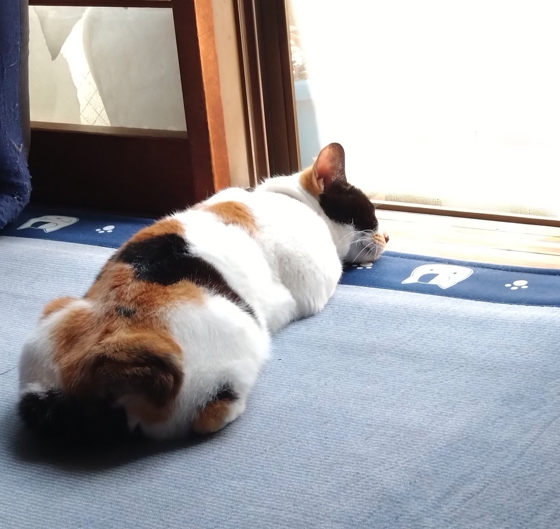 みけねこ。 (@mike_myi) / X