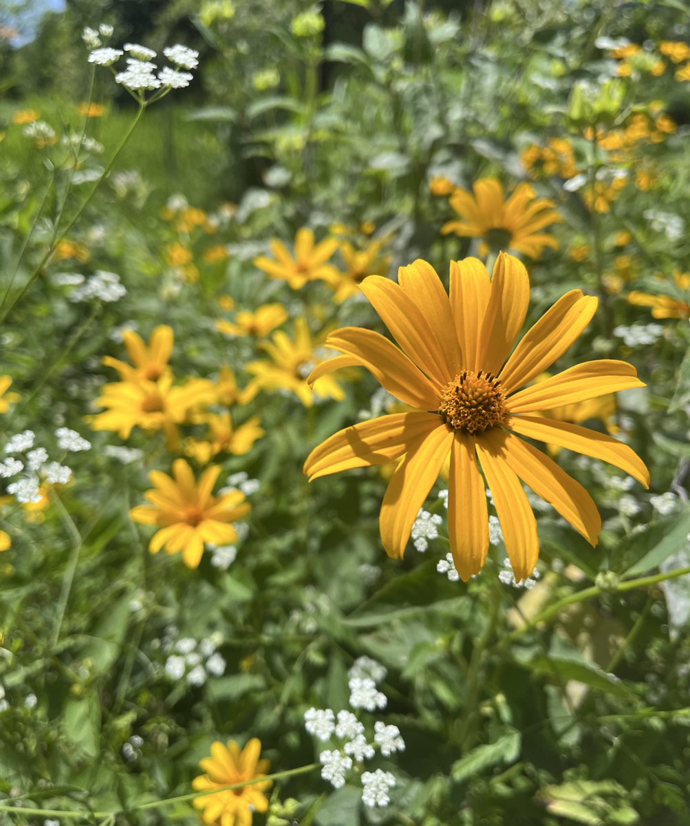 Thomasonian tweet media