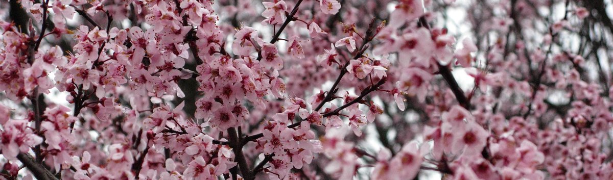 اللهم إنّا نسألك خفايا لطفك ، وفواتح توفيقك ، وعوائد إحسانك ، وجميل سترك .