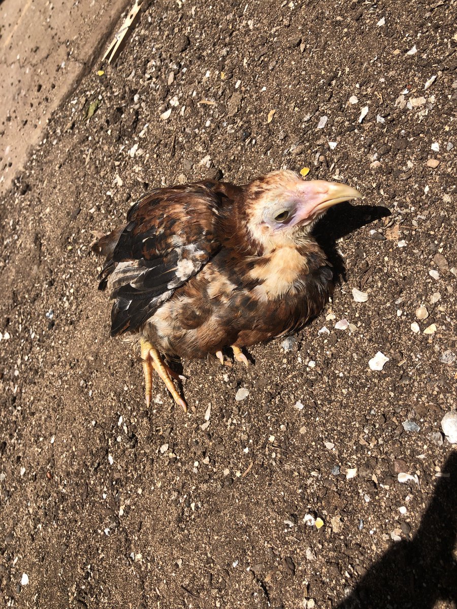 chicken boy 🐓 tweet media