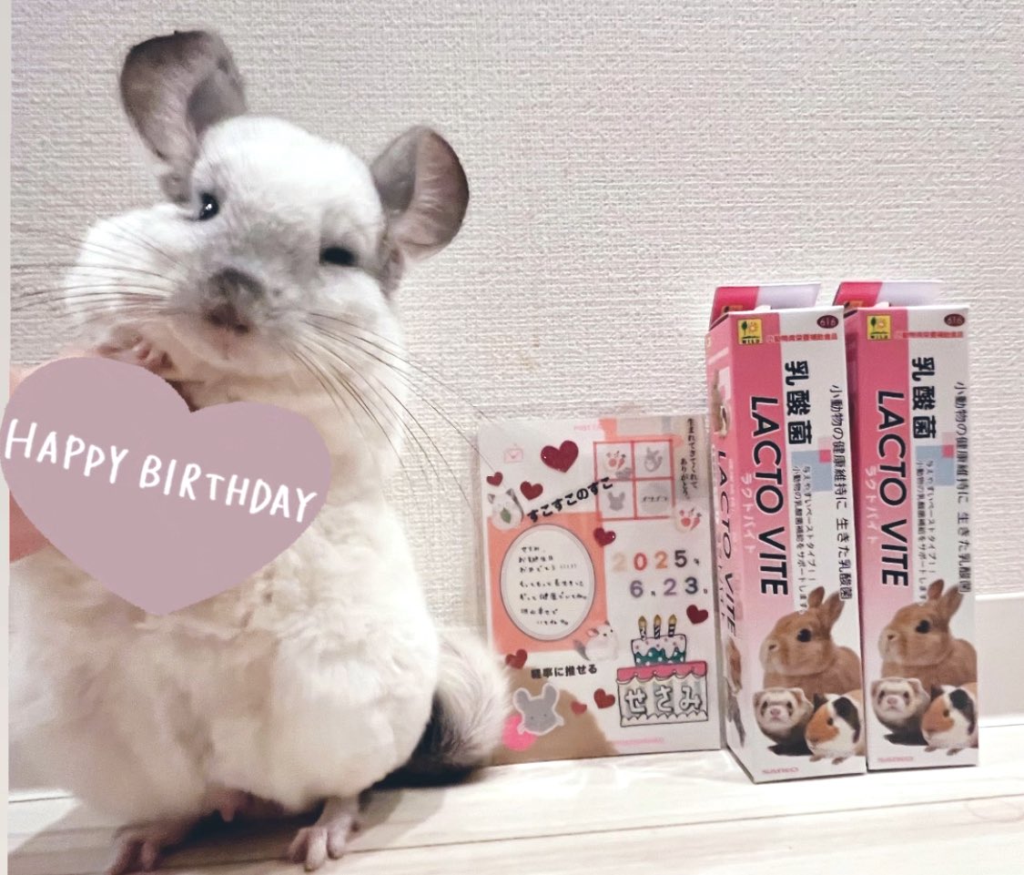 セサミ13歳になりました🎂🎉　お祝いに大好物のラクトバイトが届きました🔥このまま20歳目指そうね！